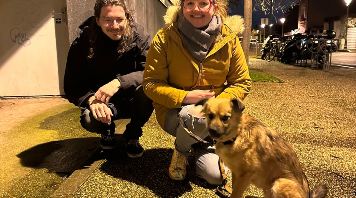 Chiens à adopter